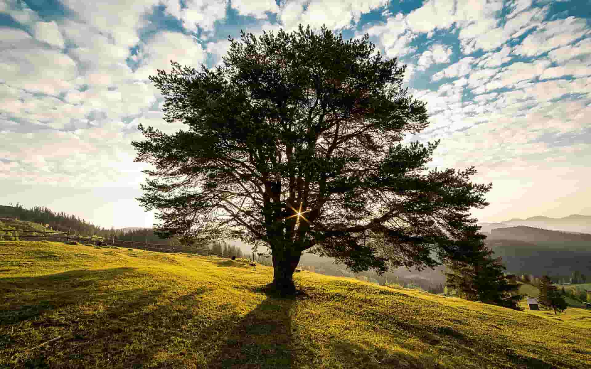 Oak Tree